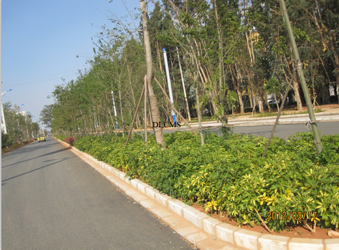 晉寧東大河景觀施工實景-道路綠化